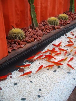 White pebbles for natural aquarium decoration